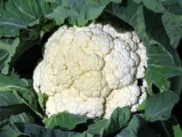 Cauliflower Snowball Great Heirloom Vegetable Seeds by Seed KIngdom (2,000 Seeds)