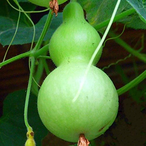 SeedsUP - 10+ Seeds Bottle Gourd (Calabash, Lagenaria) - Vegetable Green