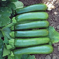 Park Seed Zucchini Squash Seeds – Grow Your Own Garden Vegetables, Green Machine, Virus and Resistant, Uniform 6–7 Inch Fruits, High-Yielding and Field-Tested Performer, Pack of 100