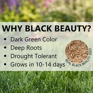 Jonathan Green (10383) Black Beauty Rocky Mountain Colorado Grass Seed Mixture (Made for Colorado, Montana, Utah, and Wyoming) - Cool Season Lawn Seed (7 lb)