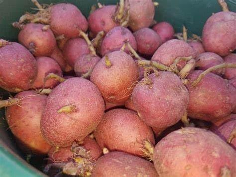 Simply Seed - Red Lasoda - Naturally Grown Seed Potatoes - 5 LB- Ready for Planting -American Raised