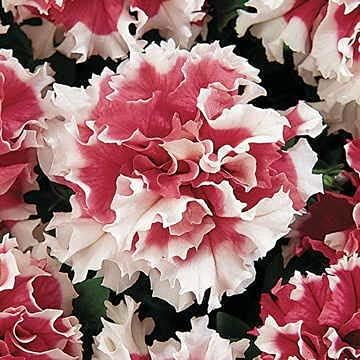 Park Seed Pirouette Red Petunia – Double Grandiflora with 3–4 Inch Ruffled Rose-Red and White Blooms, Compact 10–15 Inch Plants for Borders, Containers, or Beds – Pack of 35