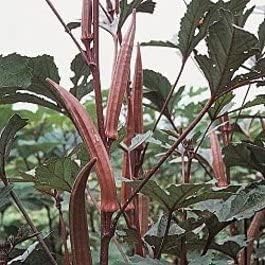 Okra RED Burgundy Great Heirloom Vegetable Seeds by Seed Kingdom (1/4 Lb Seeds)