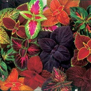 Park Seed Grow Your Own Coleus Seed Plant, Giant Exhibition Complete Mix Pack of 100