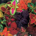 Park Seed Grow Your Own Coleus Seed Plant, Giant Exhibition Complete Mix Pack of 100