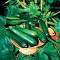 Park Seed Zucchini Squash Seeds – Grow Your Own Organic Garden Vegetables, Black Beauty, Ultra-Dark Skin & Creamy Tender Flesh, Open-Habit Plants for Easy Harvest, Pack of 20, 50 Days to Maturity