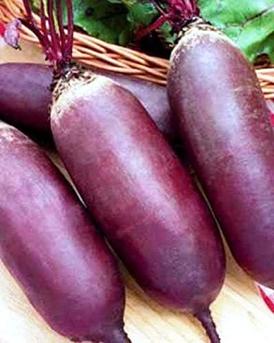 Seeds Vegetable Beet Rival Red Long Beetroot Heirloom for Canning - 100 Seeds