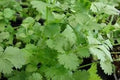 Cilantro Slow Bolting Also Known As Coriander Chinese Parsley Great Herb Heirloom Vegetable Bulk 1Lb Seeds