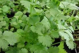 Cilantro Slow Bolting Also Known As Coriander Chinese Parsley Great Herb Heirloom Vegetable Bulk 1Lb Seeds