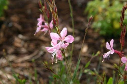 SVI 100 Pink Gaura Seeds (Oenothera lindheimeri) - Whirling Butterflies, Bee Blossom Flowers Seed Packets, Long Bloomer, Non GMO Seed - Flower Seeds for Outdoor Flower Garden, Borders