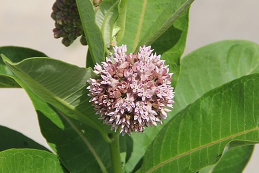 Milkweed Seeds Variety Pack – Butterfly, Common, Showy & Swamp Milkweed – 100% Non-GMO Wildflower Seeds for Monarch Butterflies – Perennial Pollinator Garden Favorites – USA Grown