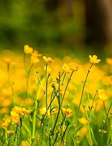 Western Buttercup Seeds (Ranunculus occidentalis) – 250+ Non-GMO & Heirloom Seeds by Isla’s Garden Seeds, Long-Blooming Field Flowers for Pollinator-Friendly Gardens, Great Gardening Gift