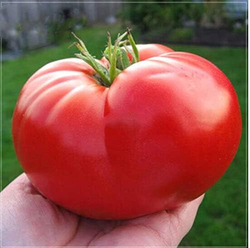 RAISE ME UP: Seeds Red Giant Beefsteak Tomato Indeterminate Non GMO Heirloom
