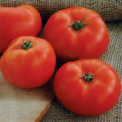 Seeds Vegetable Tomato Glory Red - 25 Seeds