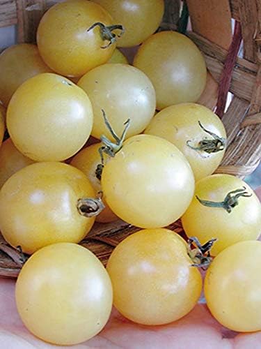 Tomato 'Snow White Cherry' Seeds – Indeterminate Annual Vegetable (Solanum lycopersicum) | 55–65 Days, Open-Pollinated, Sweet & Creamy White Cherry Tomatoes