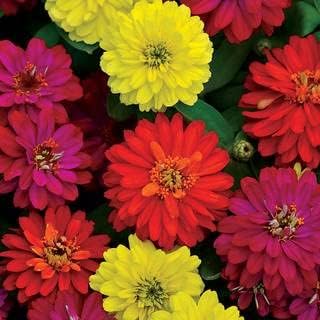 Park Seed Zinnia Seeds, Planting Flowers, Easy to Grow, Non-GMO, Perfect for Spring Garden, Double Zahara Brilliant Mix, Pack of 25