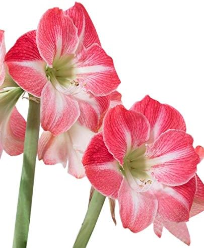 Cherry Blossom Amaryllis - Bare Root Bulb