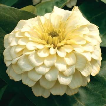 Park Seed Zinnia Seeds, Planting Flowers, Easy to Grow, Non-GMO, Perfect for Spring Garden, Magellan Ivory, Pack of 25