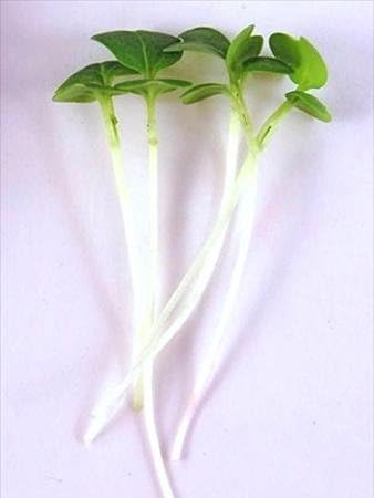 Turnip Garden Seeds - Purple Top White Globe - 5 Lb Bulk - Non-GMO, Heirloom Vegetable Garden & Microgreens Seeds