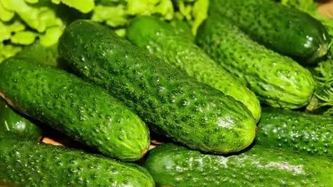 Cucumber Market F1 Seeds – Hybrid, Self-Pollinated | 38-45 Days to Harvest | High-Yield Variety for Fresh Eating & Slicing