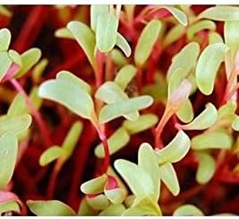 Ruby Red Swiss Chard Seeds: 1 Lb - Vegetable Garden & Micro Greens Seeds - Non-GMO Seed for Indoor & Outdoor Gardening
