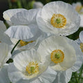 Park Seed Poppy Flower Plant Seeds, Easy to Grow, Perfect for Spring Garden, Bridal Silk, Pack of 100