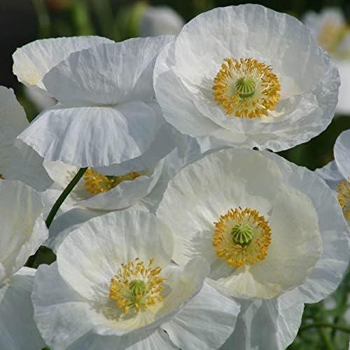 Park Seed Poppy Flower Plant Seeds, Easy to Grow, Perfect for Spring Garden, Bridal Silk, Pack of 100