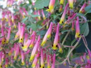 10 Firecracker Cigar Plant (Cigarette/Mexican Cigar) Cuphea Ignea Flower Seeds