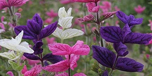 NIKA SEEDS - Seeds Flowers Clary Tricolor Mix Annual - 100 Seeds