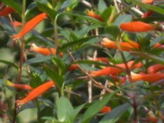 10 Firecracker Cigar Plant (Cigarette/Mexican Cigar) Cuphea Ignea Flower Seeds
