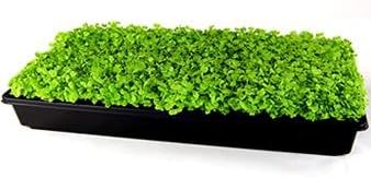 Tokyo Bekana Mustard Seeds: 4 Oz - Non-GMO Seeds for Vegetable & Herb Gardening, Growing Microgreens