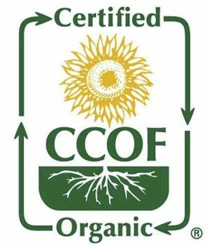McCabe Organic Kamut - Kamut Grain Khorasan Wheat Berries | USDA and CCOF Certified | 2 lbs Pack of 2