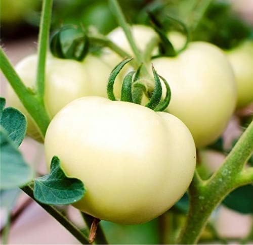 NIKA SEEDS - Seeds Vegetable Tomato Great White - 25 Seeds