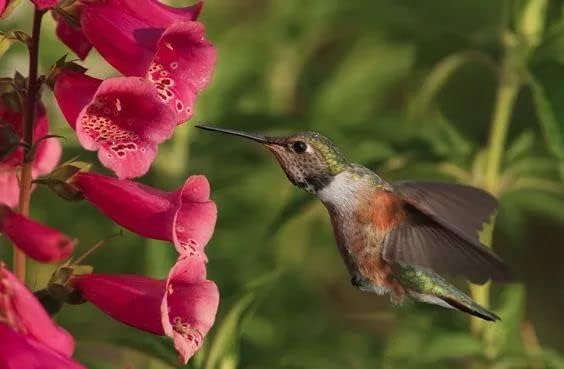 2026 EarlyBird-Sow in Spring/Fall. Mixed Wildflower Seed Attract Bees,Attract Butterflies,Pollinators, for Home Garden&Container Garden(Wildflower Seeds-Hummingbird & Butterfly Mix,5g)