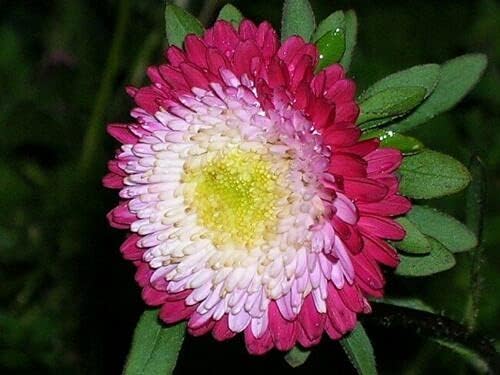 Seeds Flowers Aster Winter Cherry Annual - 100 Seeds
