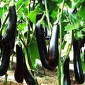 Generic Fresh 100pcs Eggplant Vegetable Seeds for Planting Dark Purple 3
