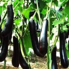 Generic Fresh 100pcs Eggplant Vegetable Seeds for Planting Dark Purple 3