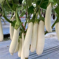 Park Seed Variety of Eggplant Vegetable Seeds, Plant Seeds, Easy to Grow, Perfect for Harvesting, Icicle F1, Pack of 25
