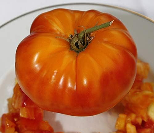 CEMEHA SEEDS - Seeds Rainbow Beefsteak Tomato Giant Rare Indeterminate Non GMO Vegetable for Planting