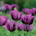 Park Seed Poppy Flower Plant Seeds, Easy to Grow, Perfect for Spring Garden, Hungarian Blue, Pack of 500