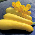 Park Seed Smooth Criminal Yellow Squash Seeds – Unique Upright Growth Habit, Continuous Harvest of Tender Pale Yellow Fruits, Adaptable and High-Yielding, Easy to Grow and Pick, Pack of 20