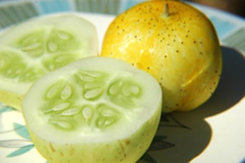 Cucumber Lemon Great Heirloom Vegetable Seeds by Seed Kingdom (35 Seeds)