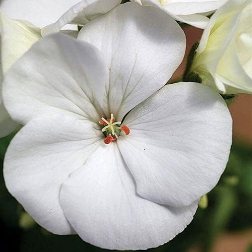 Park Seed Geranium Flowering Plant Seeds, Maverick White Hybrid with Large Glowing Blooms, Heat and Humidity Tolerant Compact Pelargonium, Pack of 10