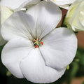 Park Seed Geranium Flowering Plant Seeds, Maverick White Hybrid with Large Glowing Blooms, Heat and Humidity Tolerant Compact Pelargonium, Pack of 10