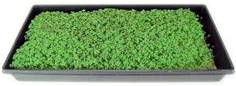 Red Giant Mustard Seeds: 1 Lb - Non-GMO Seeds for Herb Gardening, Growing Micro Greens, Vegetable Garden