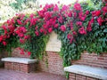 Generic Fresh 100pcs Rose Flower Seeds for Planting Pink 1