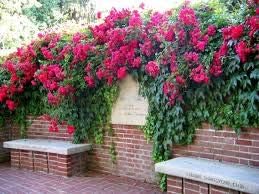 Generic Fresh 100pcs Rose Flower Seeds for Planting Pink 1