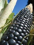 Corn Blue Hopi Ornamental Bulk 400 Seeds Great Heirloom Vegetable