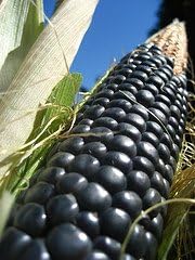 Corn Blue Hopi Ornamental Bulk 400 Seeds Great Heirloom Vegetable