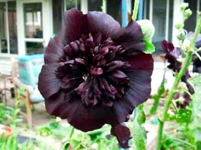 Seeds Black Hollyhock Double 30 Seeds for Planting Flowers Perennial Plant